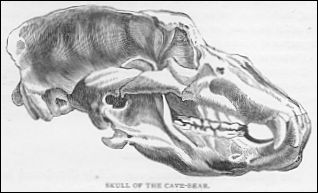 Cave Bear skull