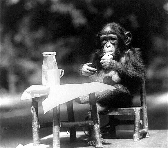 Chimpanzee having a snack.