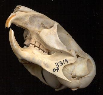 Chinchilla skull