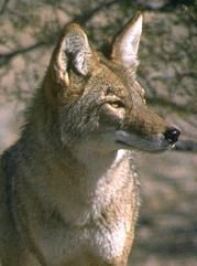 Mammals Coyote