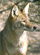 thumbnail of coyote