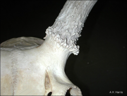 deer antler as an outgrowth of the frontal bone