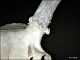 thumbnail of a portion of a deer skull showing origin of the antler