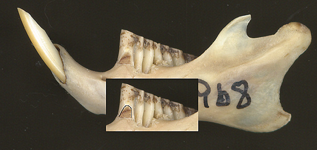 lower jaw of Mexican Packrat (Neotoma mexicana) with inset outlining the lateral dentine tract