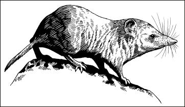 drawing of Desert Shrew