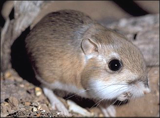 A kangaroo Rat