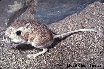 Merriams Kangaroo rat