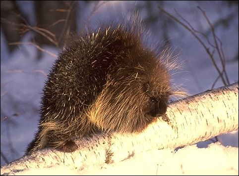 American Porcupine