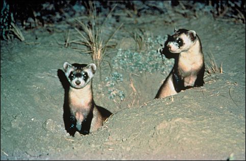 Two Black-footed Ferrets