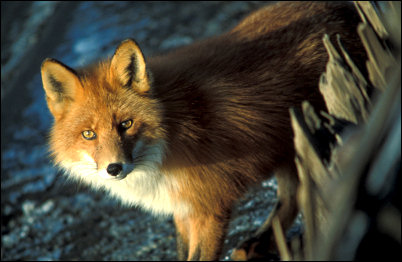 Red fox