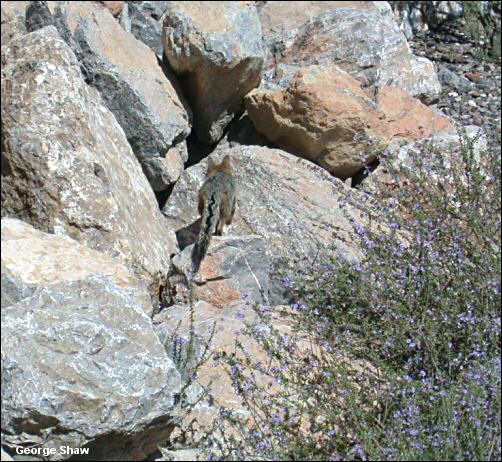 gray fox at the den