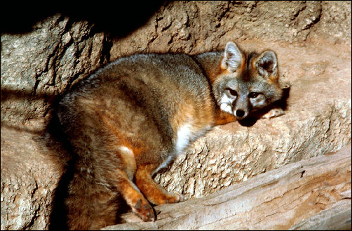 Gray Fox