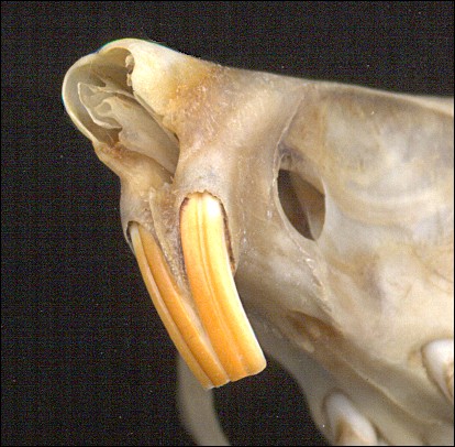 Kangaroo Rat Incisors