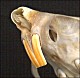 thumbnail of the grooved upper incisors of a kangaroo rat