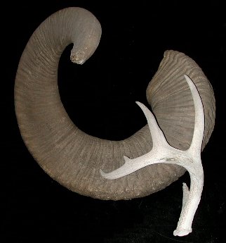 bighorn horn and deer antler