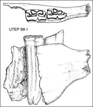 Hypsodont teeth of a fossil horse
