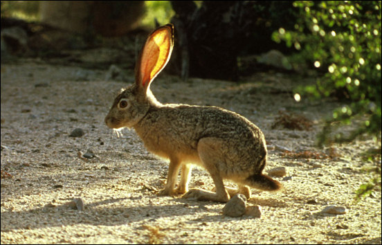 Black-tailed Jackrabbit, <i>Lepus californicus</i>