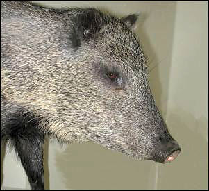 javelina