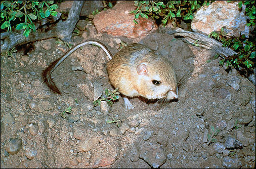 Kangaroo rat