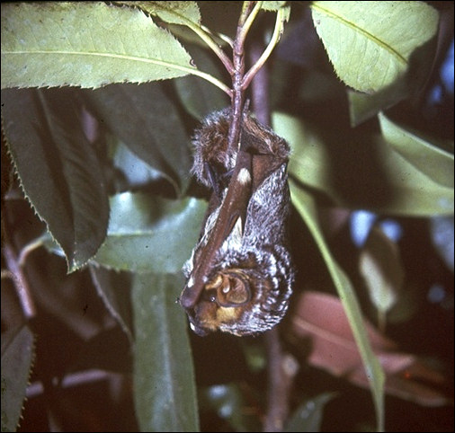 Lasiurus cinereus roosting