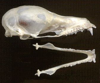 skull and lower jaw
