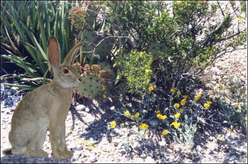 Black-tailed Jackrabbit