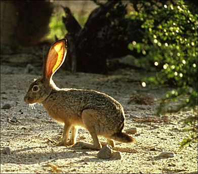 Black-tailed Jackrabbit