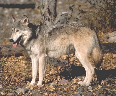 image of gray wolf