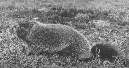 photo of yellow-bellied marmot