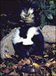 thumbnail of a striped skunk