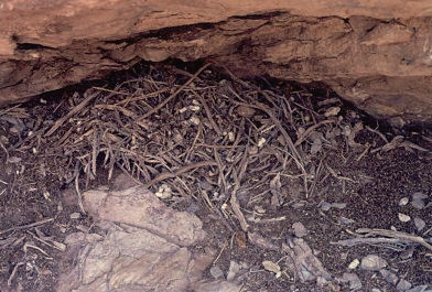 Midden in Rock Shelter