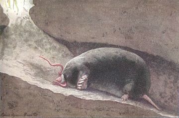Oregon Mole