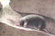 thumbnail of drawing of a mole