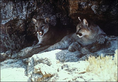 Mountain Lions