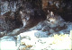 thumbnail of a pair of mountain lions
