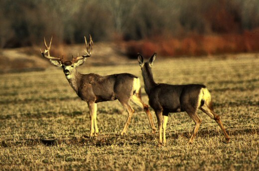 buck and doe mule deer