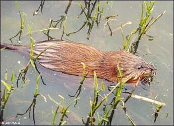 Muskrat