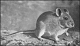 thumbnail of White-throated Packrat