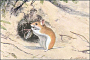 thumbnail of a painting of a grasshopper mouse