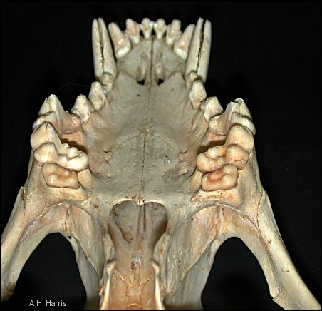 skull of wolf showing secondary palate