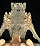 thumbnail of the secondary palate of a wolf
