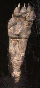 Plantigrade foot of Spotted Skunk