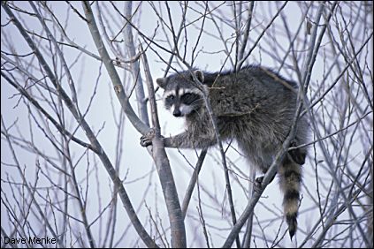 Raccoon in a tree