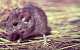 thumbnail of the western harvest mouse