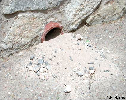 closeup, burrow entrance