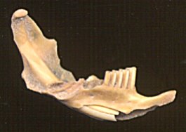 fossil sagebrush vole jaw
