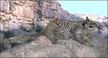 image of Rock Squirrel, Spermophilus variegatus