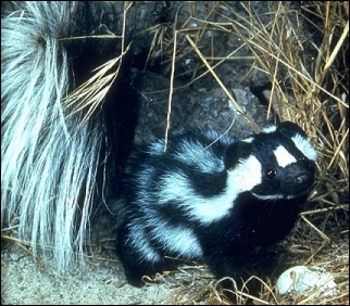 skunk spraying handstand