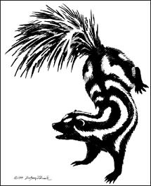 spotted skunk