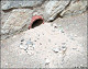 thumbnail of burrow entrance